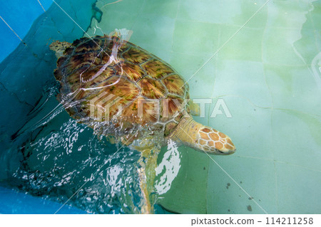 Top view of Big Olive Ridley turtle is swimming in a large pond, focus selective 114211258