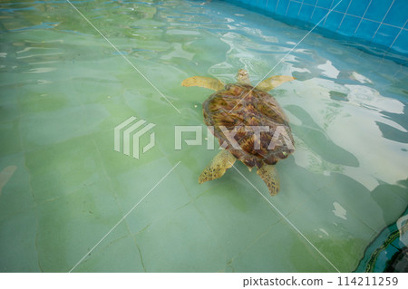 Top view of Big Olive Ridley turtle is swimming in a large pond, focus selective 114211259