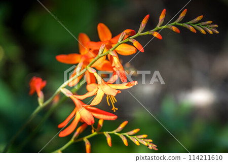 色彩鮮豔的水仙花 114211610