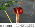 Urashimasou Red Flame 114211853