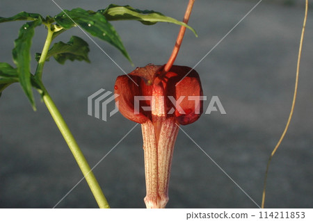Urashimasou Red Flame Urashimasou Red Flame 114211853