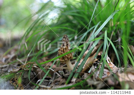 生長在春天花園裡的羊肚菌 生長在春天花園裡的羊肚菌 114211948