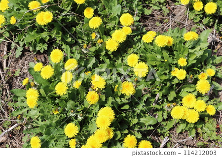 春天的花朵蒲公英在草叢中 114212003