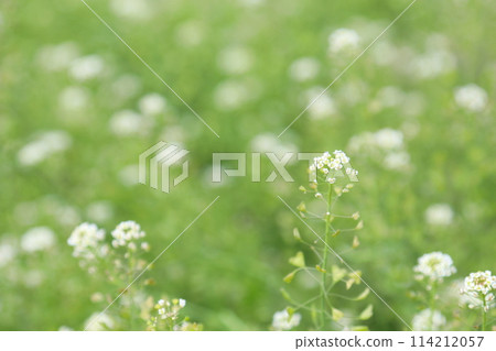 Shepherd's purse growing in clusters in the grass in the bright sunlight 114212057