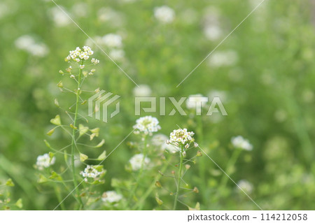 Shepherd's purse growing in clusters in the grass in the bright sunlight 114212058