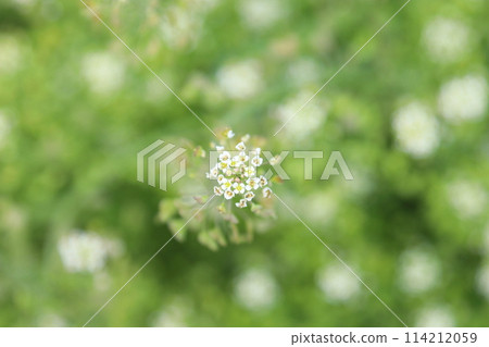 Shepherd's purse growing in clusters in the grass in the bright sunlight 114212059