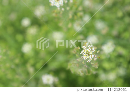 Shepherd's purse growing in clusters in the grass in the bright sunlight 114212061