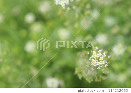 Shepherd's purse growing in clusters in the grass in the bright sunlight 114212063