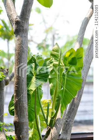 Paraiso Verde or Philodendron paraiso verde or verdant paradise or Philodendron paraiso Paraiso Verde or Philodendron paraiso verde or verdant paradise or Philodendron paraiso 114212085