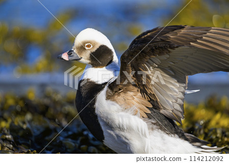 Male duck flapping its wings Male duck flapping its wings 114212092