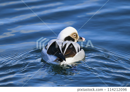 Male Common Duck Male Common Duck 114212096