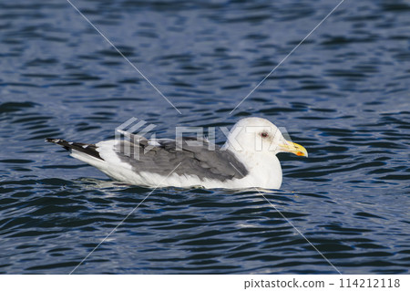 白海鷗 114212118