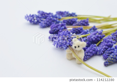 藍紫穆斯卡里花和泰迪熊 114212280