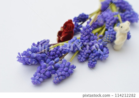 Blue-purple muscari flowers and teddy bear 114212282