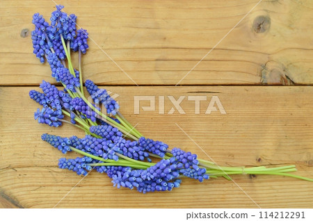 安排藍紫穆斯卡里花 114212291