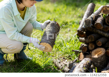 Woman cutting firewood 114212350