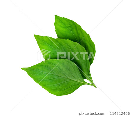 leaf  fresh basil isolated, Green leaves pattern 114212466