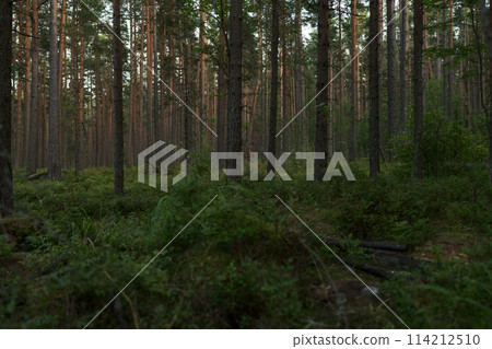 Summer pine forest on a warm day with lots of greenery and bilberries Summer pine forest on a warm day with lots of greenery and bilberries 114212510