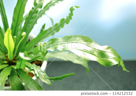 Indoor decor (bright houseplants) Indoor decor (bright houseplants) 114212532