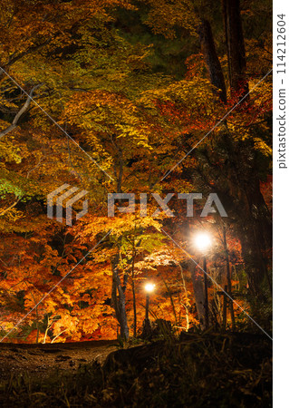 埼玉郡的秋天 長瀞月之石紅葉公園 紅葉點燈 114212604