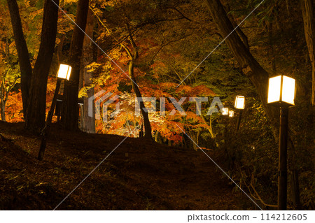埼玉郡的秋天 長瀞月之石紅葉公園 紅葉點燈 114212605