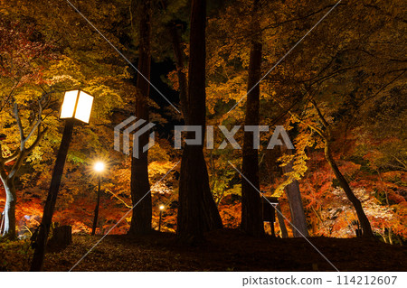 埼玉郡的秋天 長瀞月之石紅葉公園 紅葉點燈 114212607