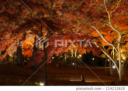 埼玉郡的秋天 長瀞月之石紅葉公園 紅葉點燈 114212620