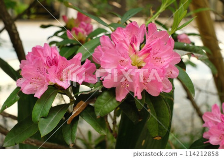 盛開的粉紅色杜鵑花 114212858