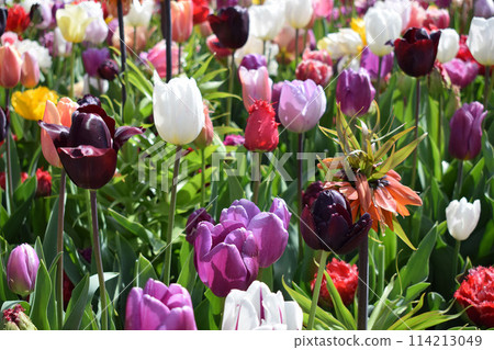 Field with beautiful multicolored tulips 114213049