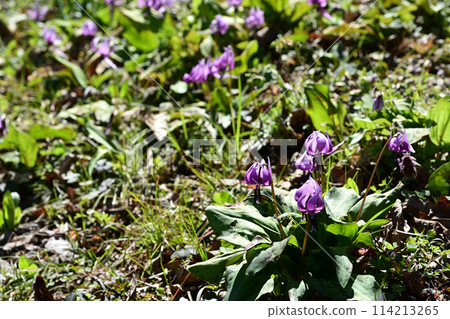 Spring flowers: Purple dogtooth violet flowers 114213265