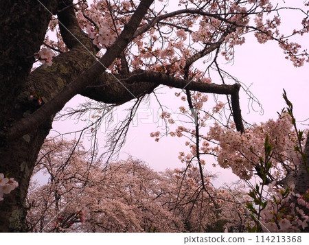 Cherry tree in full bloom  114213368
