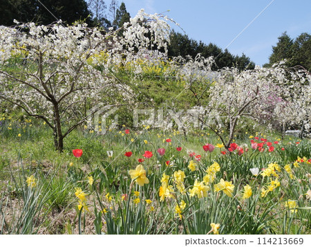 Weeping peach tree in Kaminaka, Toyota City, Aichi Prefecture 114213669