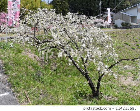 愛知縣豐田市上中市的垂枝桃 愛知縣豐田市上中市的垂枝桃 114213683