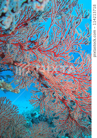 Red seabreath and long-tailed hawkfish in the Okinawa sea Red seabreath and long-tailed hawkfish in the Okinawa sea 114213718