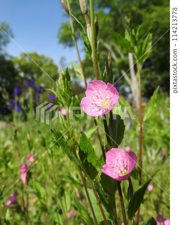 Evening makeup (Yuge Shaw) 114213778