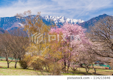 （山梨縣）凱駒嶽山麓發現美麗的野櫻花 114213846