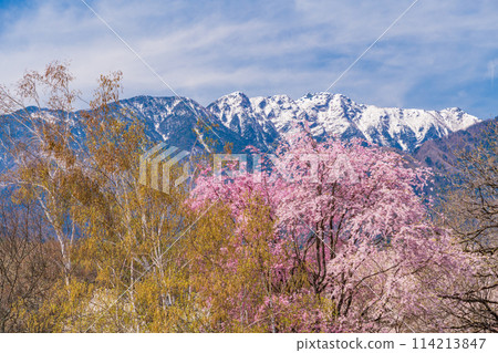 (Yamanashi Prefecture) Beautiful mountain cherry blossoms found at the foot of Mt. Kaikoma 114213847