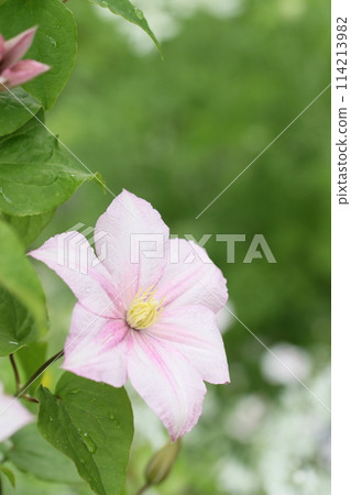 紫色鐵線蓮花,初夏風景 紫色鐵線蓮花,初夏風景 114213982