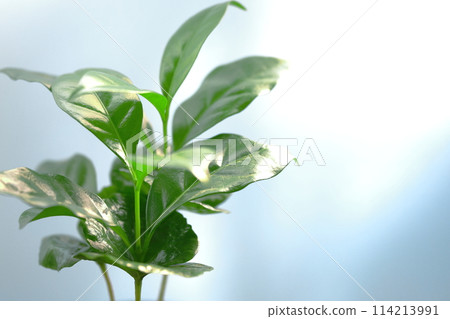 Indoor decor (bright houseplants) Indoor decor (bright houseplants) 114213991