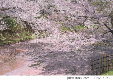 Flower rafts on the outer moat of Hirosaki Castle with cherry blossoms in full bloom, Aomori Prefecture Flower rafts on the outer moat of Hirosaki Castle with cherry blossoms in full bloom, Aomori Prefecture 114214039