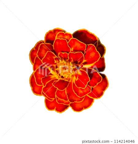 The image captures the natural beauty of a blooming marigold with distinct coloration, making it ideal for use in spring or garden-themed visual content. The image captures the natural beauty of a blooming marigold with distinct coloration, making it ideal for use in spring or garden-themed visual content. 114214046