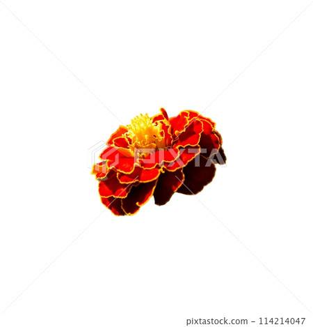 Isolated Marigold Bloom 114214047