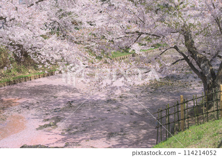 Flower rafts on the outer moat of Hirosaki Castle with cherry blossoms in full bloom, Aomori Prefecture Flower rafts on the outer moat of Hirosaki Castle with cherry blossoms in full bloom, Aomori Prefecture 114214052
