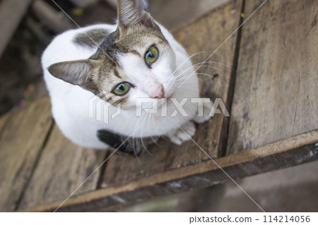 Closeup of a curious cat with a blurred background 114214056