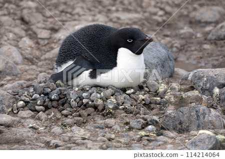 Adelie penguin on Paulet Island - Antarctica 114214064