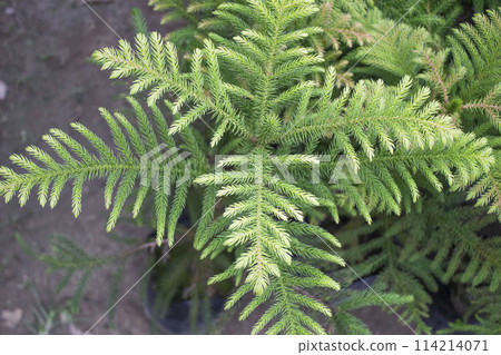 Closeup of Araucaria heterophylla plant Closeup of Araucaria heterophylla plant 114214071