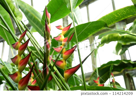 Heliconia orthorica (Samnathaceae) 114214209