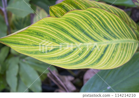 Closeup of Canna hybrida Rodigas leaf with a blurred natural Closeup of Canna hybrida Rodigas leaf with a blurred natural 114214210