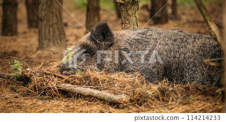 Wild Boar Or Sus Scrofa, Also Known As The Wild Swine, Eurasian Wild Pig Resting Sleeping In Autumn Forest. Wild Boar Is A Suid Native To Much Of Eurasia, North Africa, And Greater Sunda Islands, 114214233