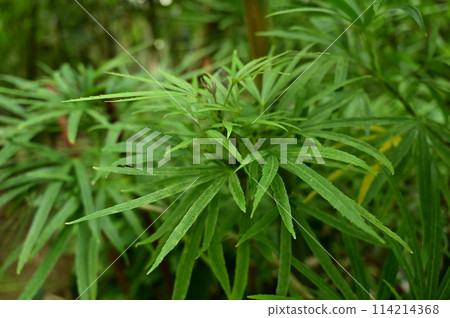 Osmoxylon lineale（五加科） 114214368